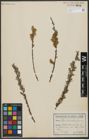 Foto von Salix viminalis L.